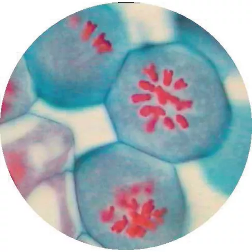 Philip Harris Prepared Microscope Slide - Lily (Lilium regale) Anthers T.S. - Metaphase