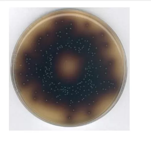 1649749940c345541ea527cb4fd704e666b96a21e1.PNG?