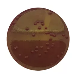 1651653999f92db380b67c9c703fef885a615ca58f.PNG?