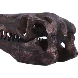 Achaeopteryx Skull (7).jpg