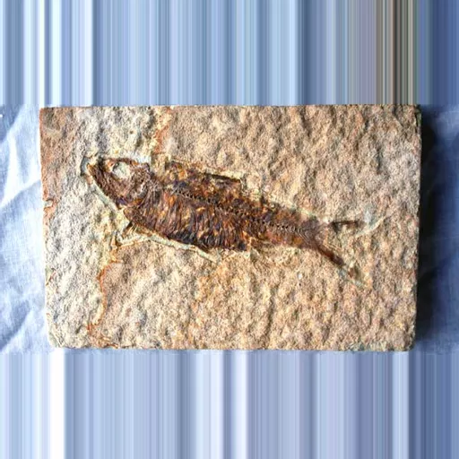 Knightia Fish