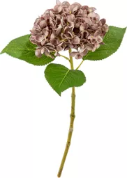 IT393811.jpg