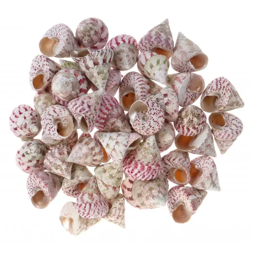 Strawberry Trochas x 3