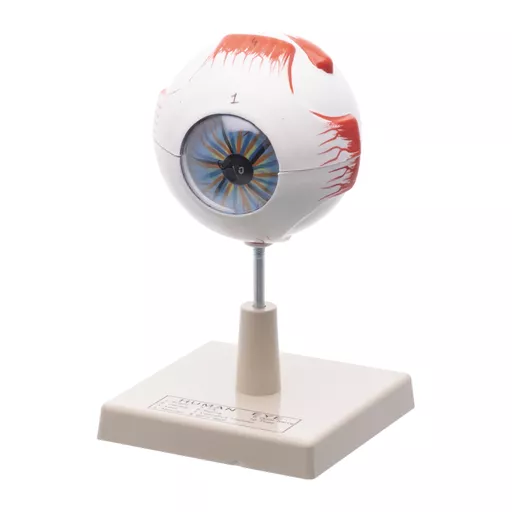 HUMAN EYE MODEL