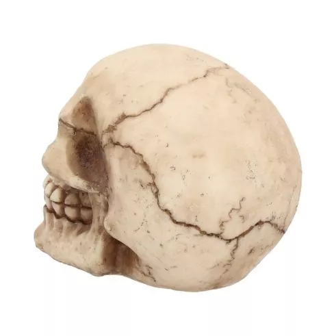 Human Skull - Small