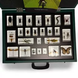 Insect Boxes (6).jpg