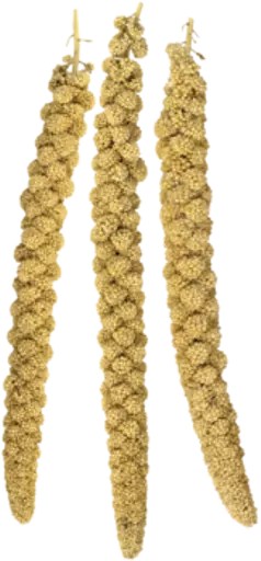 Millet.webp