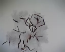 FINHC1006396.png