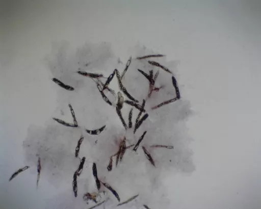FINHC1006396.png