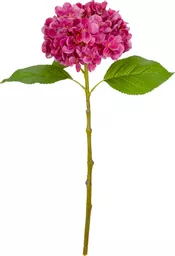 IT393807.jpg