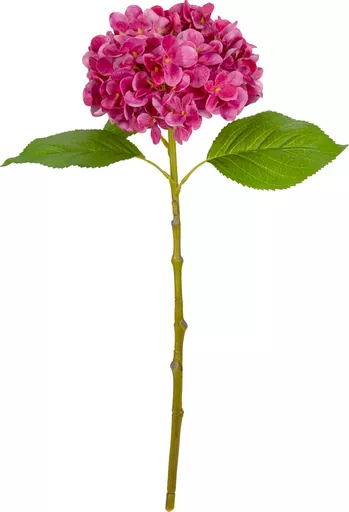 IT393807.jpg