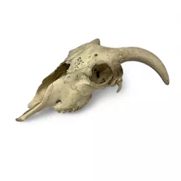 sheep skull (2).jpg