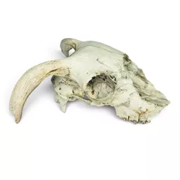 sheep skull 2.jpg