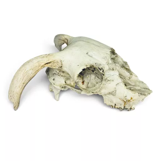 sheep skull 2.jpg