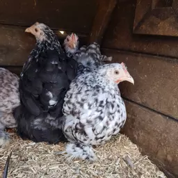 Mixed pekin.jpg