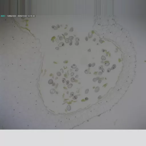 Philip Harris Prepared Microscope Slide - Lily (Lilium regale) Anthers T.S.