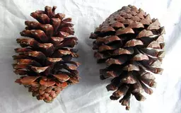 https://starbek-static.myshopblocks.com/images/tmp/nt_268_maritime4.2.jpg