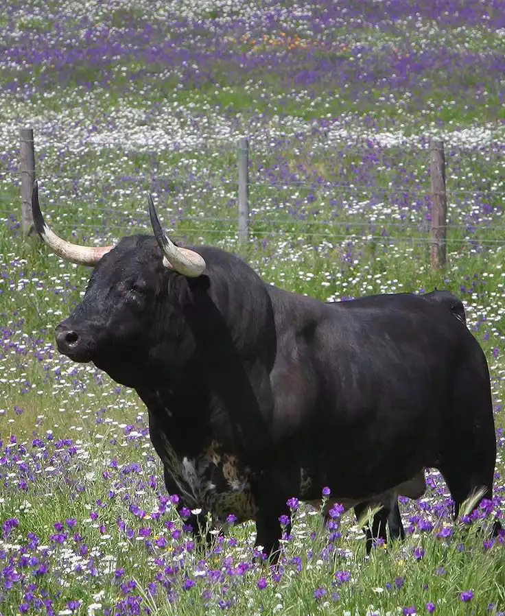 black bull in field of flowers.jpg