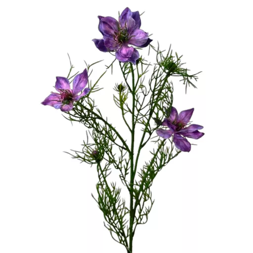 Nigella Spray - Purple.jpg