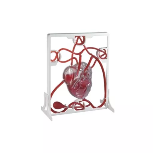 Pumping Heart Model