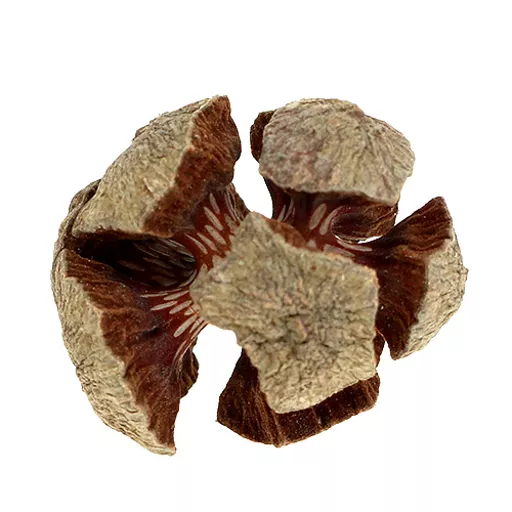 Cypress Cones 2.jpg
