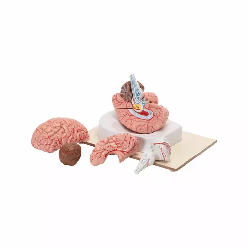 HUMAN BRAIN MODEL (8 PARTS)