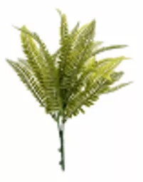 Ferns.webp