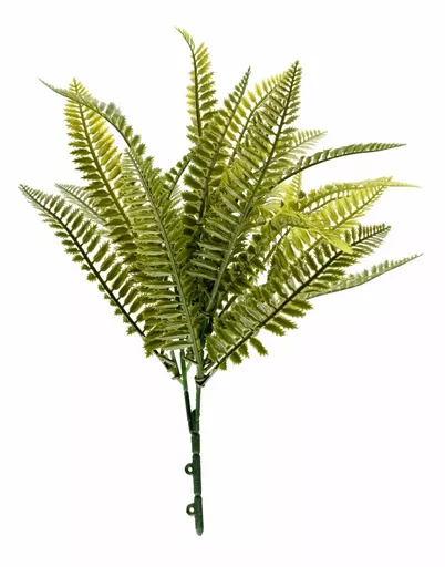 Ferns.webp