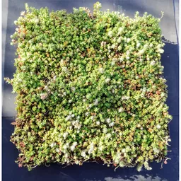 mr-green-modular-sedum-tray-from-above.jpg