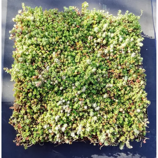 mr-green-modular-sedum-tray.jpg