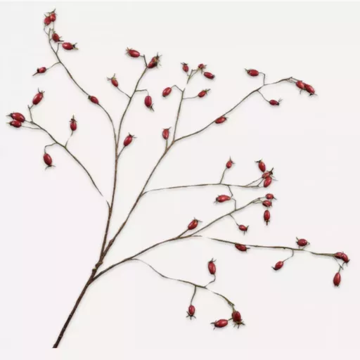 Red Rosehip Spray Branches