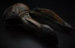 Dodo 4.jpg