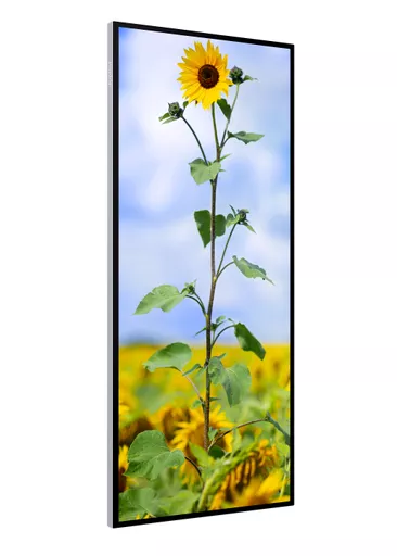 81T_portrait right facing.png