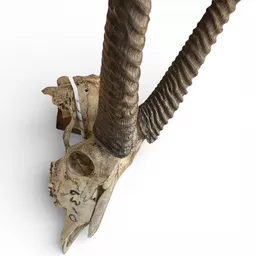 Antelope Skull 2.jpg
