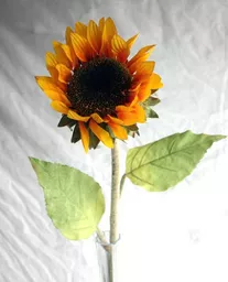 https://starbek-static.myshopblocks.com/images/tmp/nt_306_sunflower550.jpg