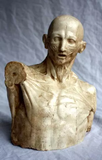 https://starbek-static.myshopblocks.com/images/tmp/se_117_torso_625a.jpg