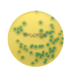 16516539970701996be43226af4b8e2ae387de9d60.PNG?