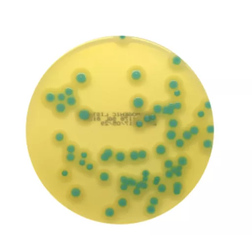 16516539970701996be43226af4b8e2ae387de9d60.PNG?