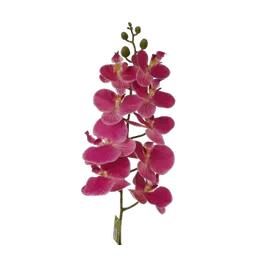 Phalaenopsis Pink.png