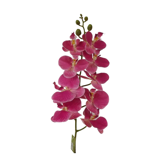 Phalaenopsis Pink.png