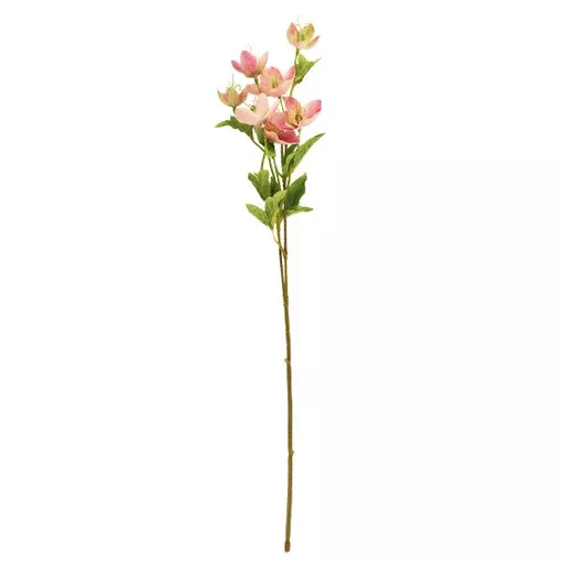 pink hellebore stem.jpg