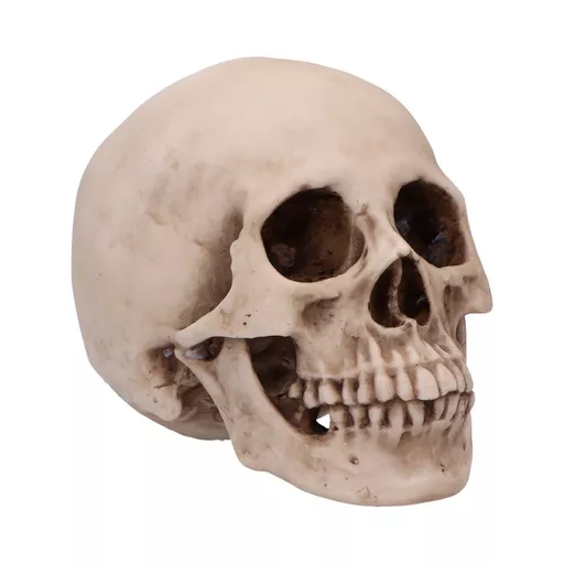 Human Skull - 16cm