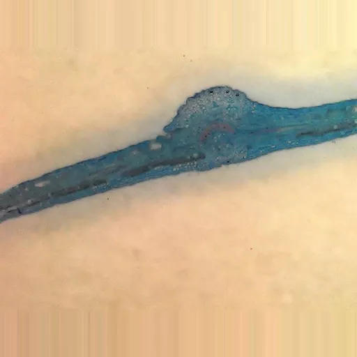MICROSCOPE SLIDE - Insect trachea