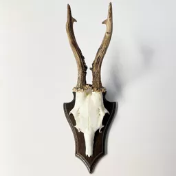 Roe Deer.jpg
