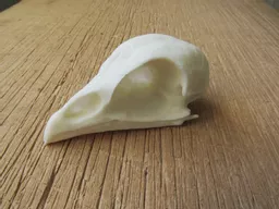 Chicken Skull 1.jpg