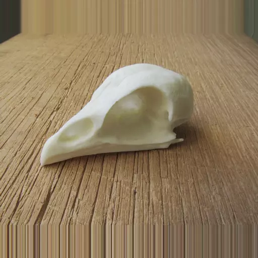 Replica Chicken Skull