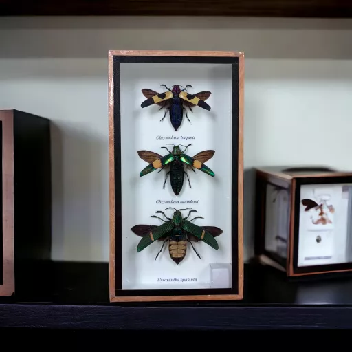 Set of 3 Exotic Beetles in Frame