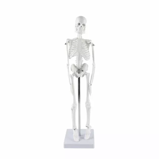 Mini Skeleton Model