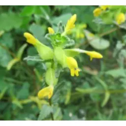 YELLOWRATTLE.jpg