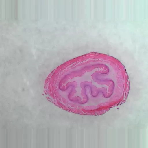 MICROSCOPE SLIDE - Insect trachea